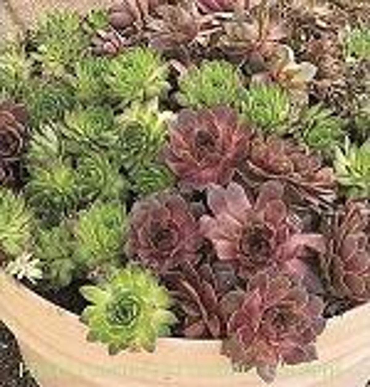 G6564 Sempervivum Assorted 9 9172f216 C66a 47ec Aa66 34860d17c17d from www redcrocus com
