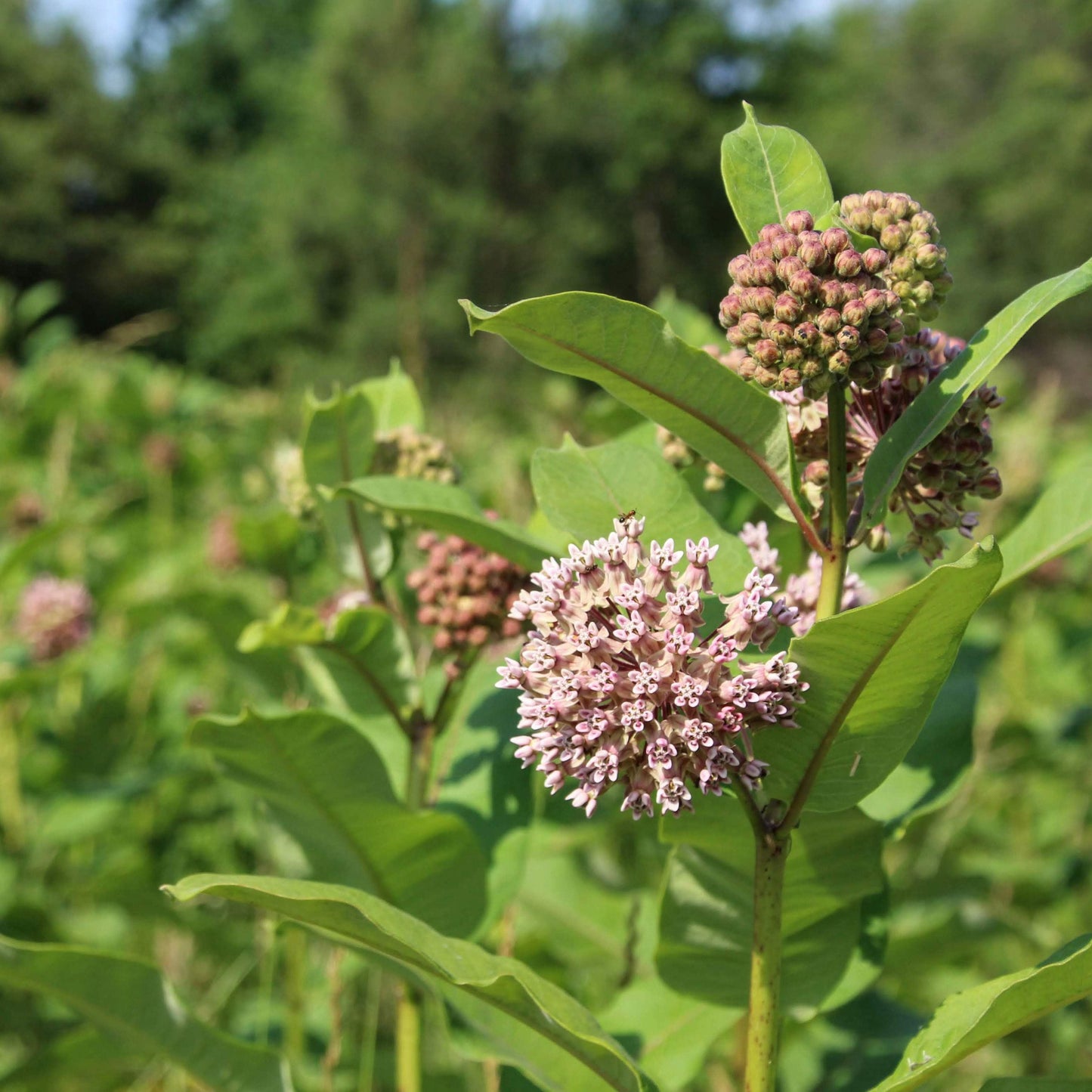 G6565 Asclepias Syriaca 10 603cbbef 2949 420f B6a9 Ccdb2e04fa84 from www redcrocus com