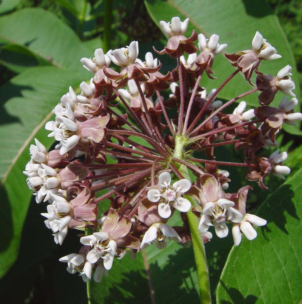 G6565 Asclepias Syriaca 12 4bb6d6e5 C698 4962 B0f1 8e2d5ac823b9 from www redcrocus com
