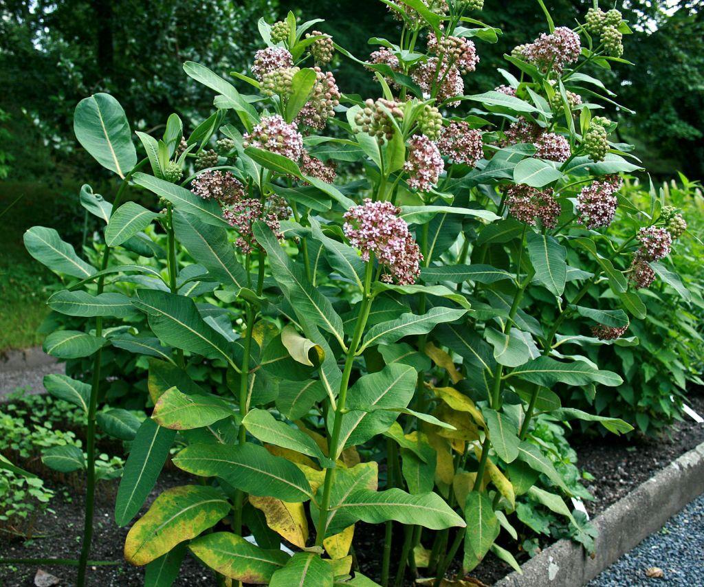 G6565 Asclepias Syriaca - View 13 from www redcrocus com