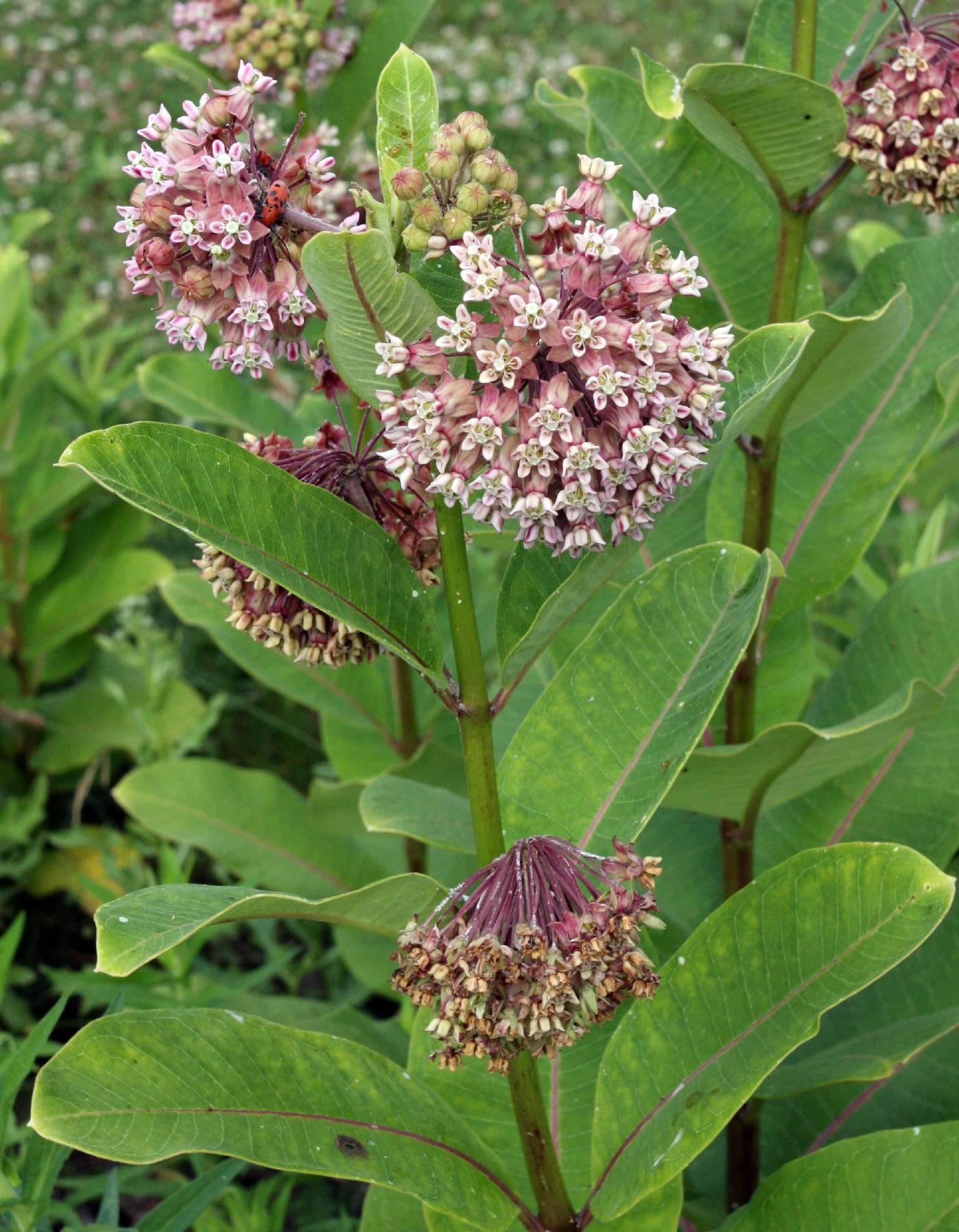 G6565 Asclepias Syriaca - View 14 from www redcrocus com