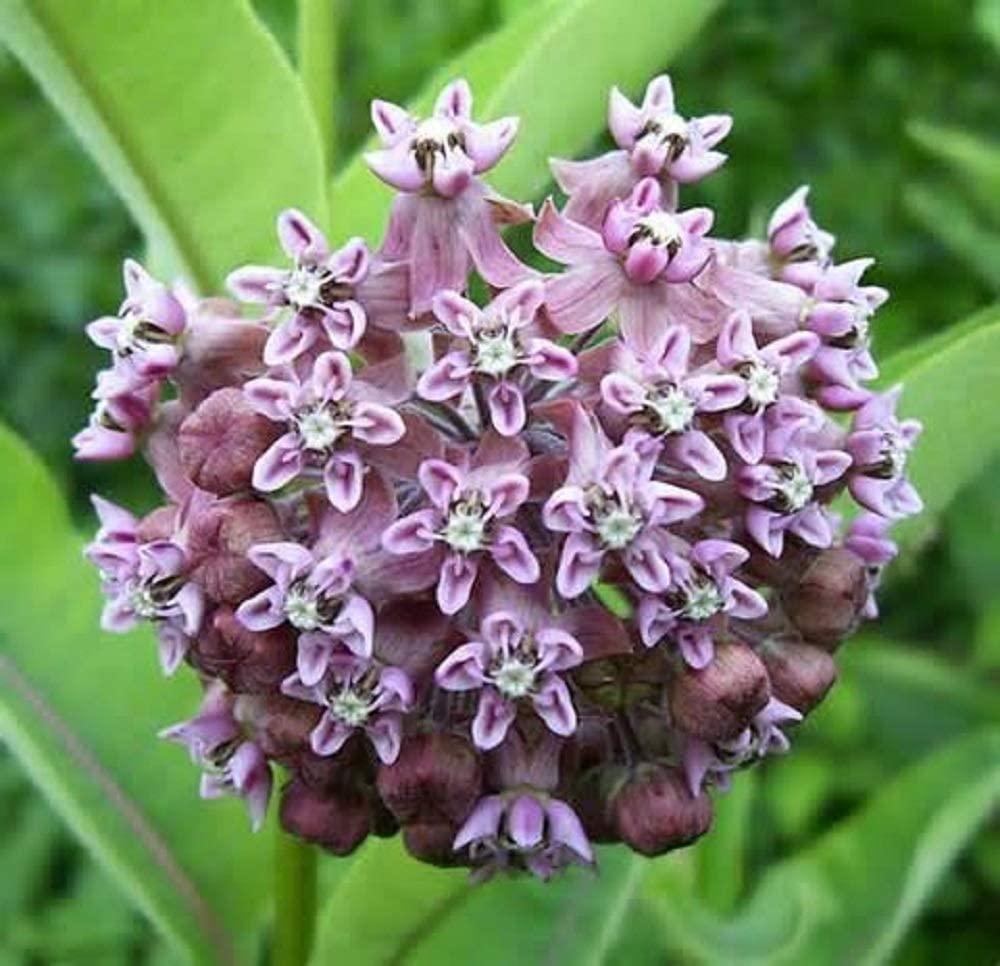 G6565 Asclepias Syriaca - View 16 from www redcrocus com