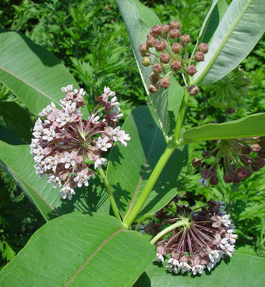 G6565 Asclepias Syriaca 17 7f01a88c 9eaa 40b3 A6c8 D997aa995abb from www redcrocus com