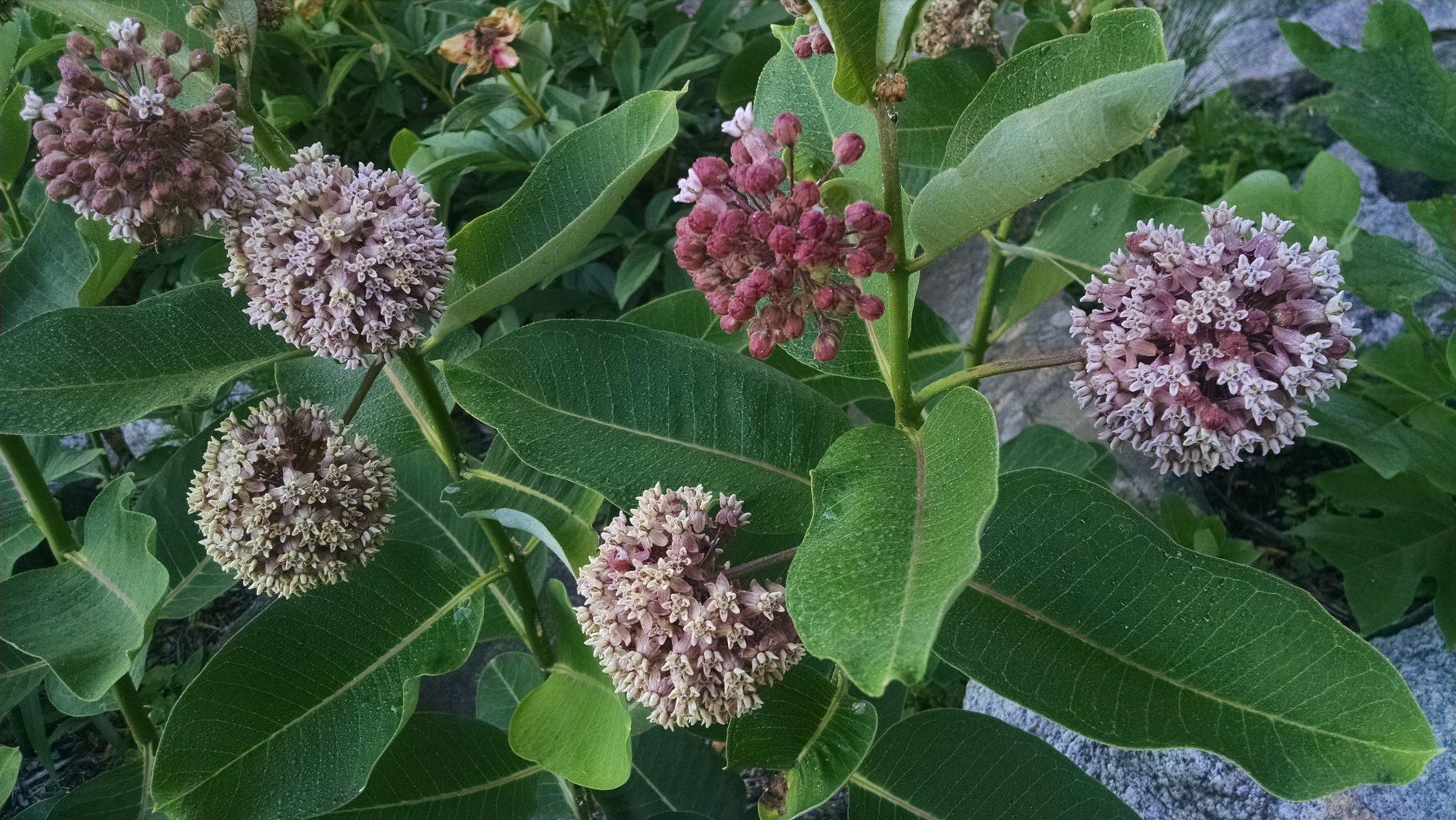 G6565 Asclepias Syriaca - View 18 from www redcrocus com