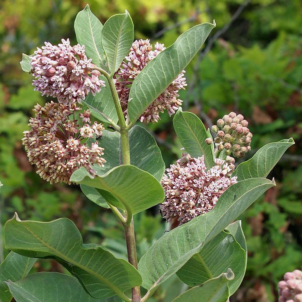 G6565 Asclepias Syriaca - View 19 from www redcrocus com