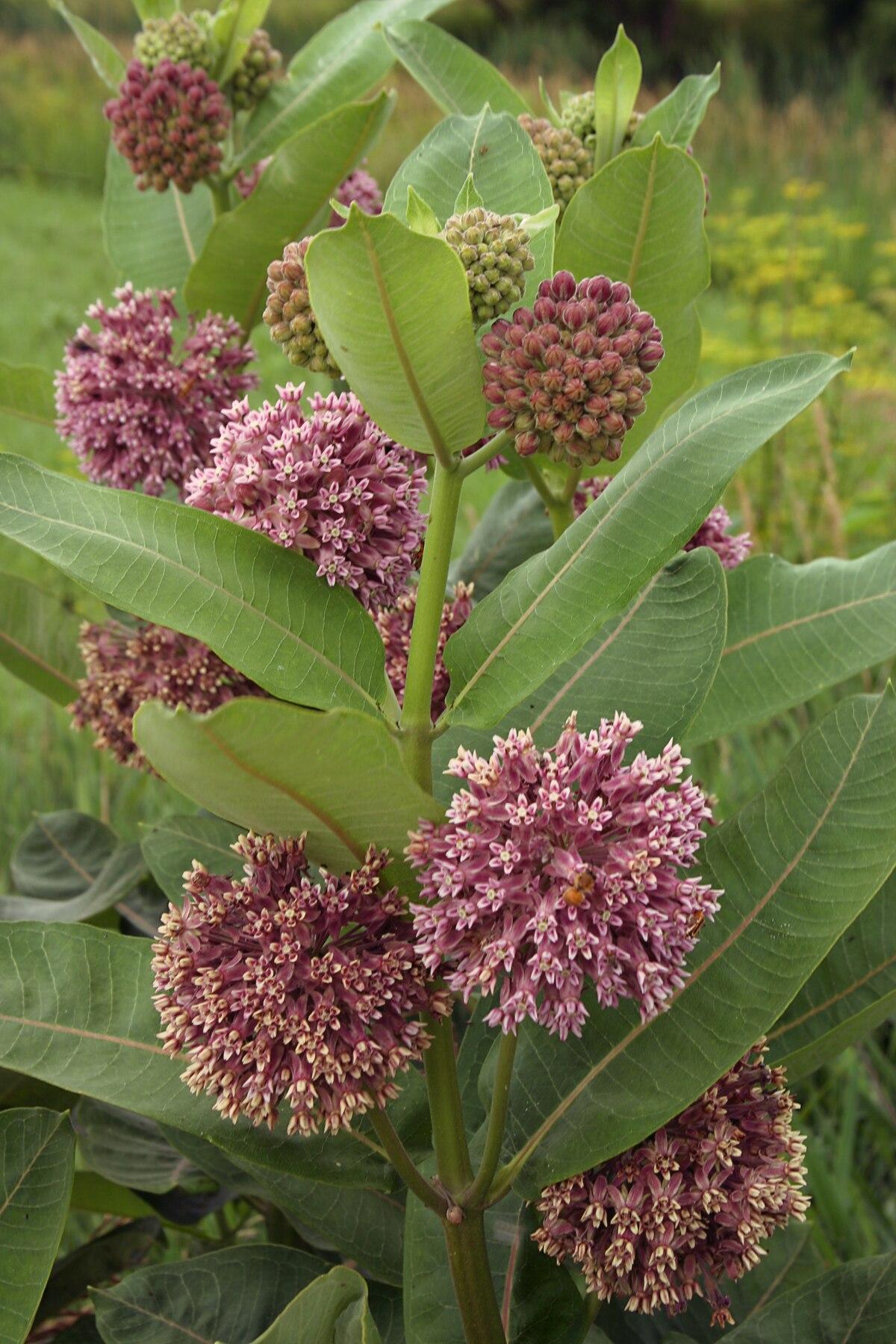 G6565 Asclepias Syriaca 1 956cb7e4 7a15 48ee A9d0 42a796f0d21c from www redcrocus com
