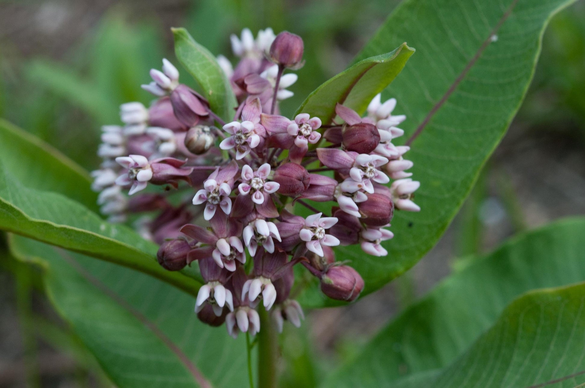G6565 Asclepias Syriaca 2 Bfbdf045 Ad61 433e 93a6 D0e34a90a16a from www redcrocus com