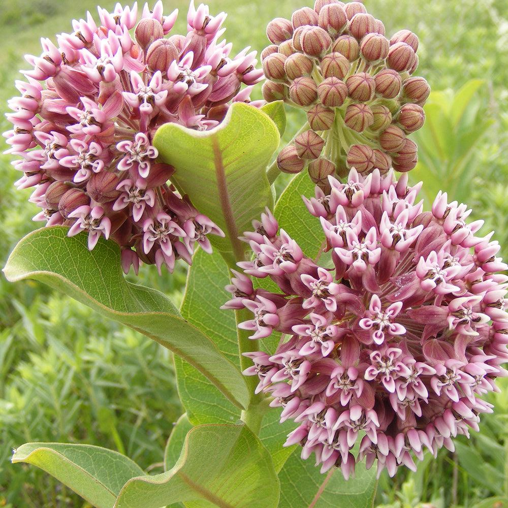 G6565 Asclepias Syriaca 3 709d4ae1 01c2 47e8 Bdc4 C20d4fc640f0 from www redcrocus com