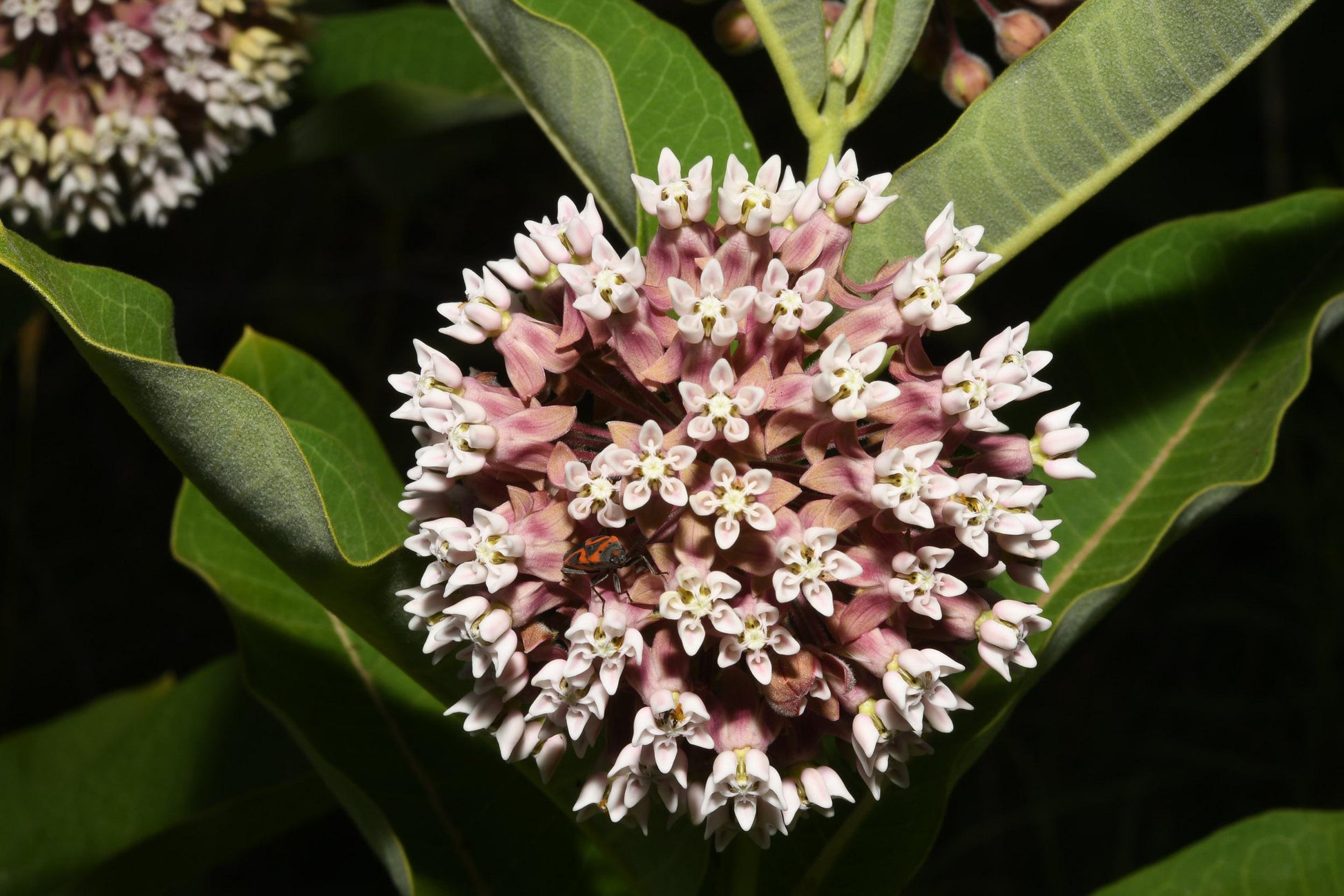 G6565 Asclepias Syriaca - View 4 from www redcrocus com
