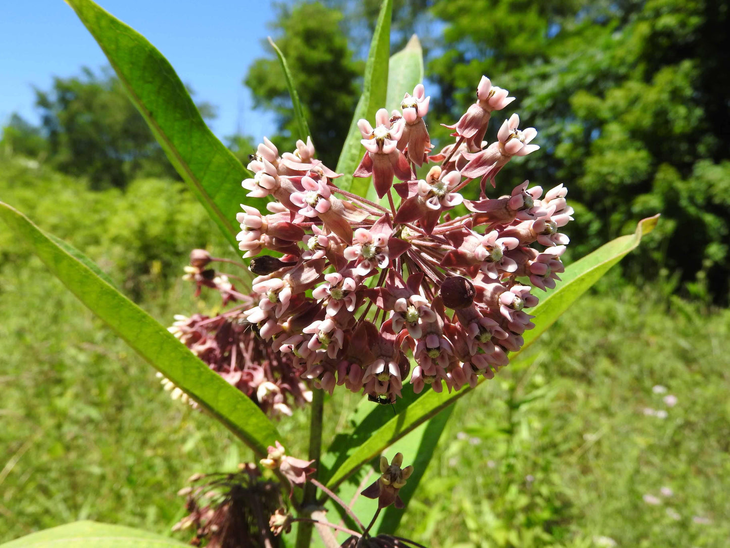 G6565 Asclepias Syriaca - View 6 from www redcrocus com