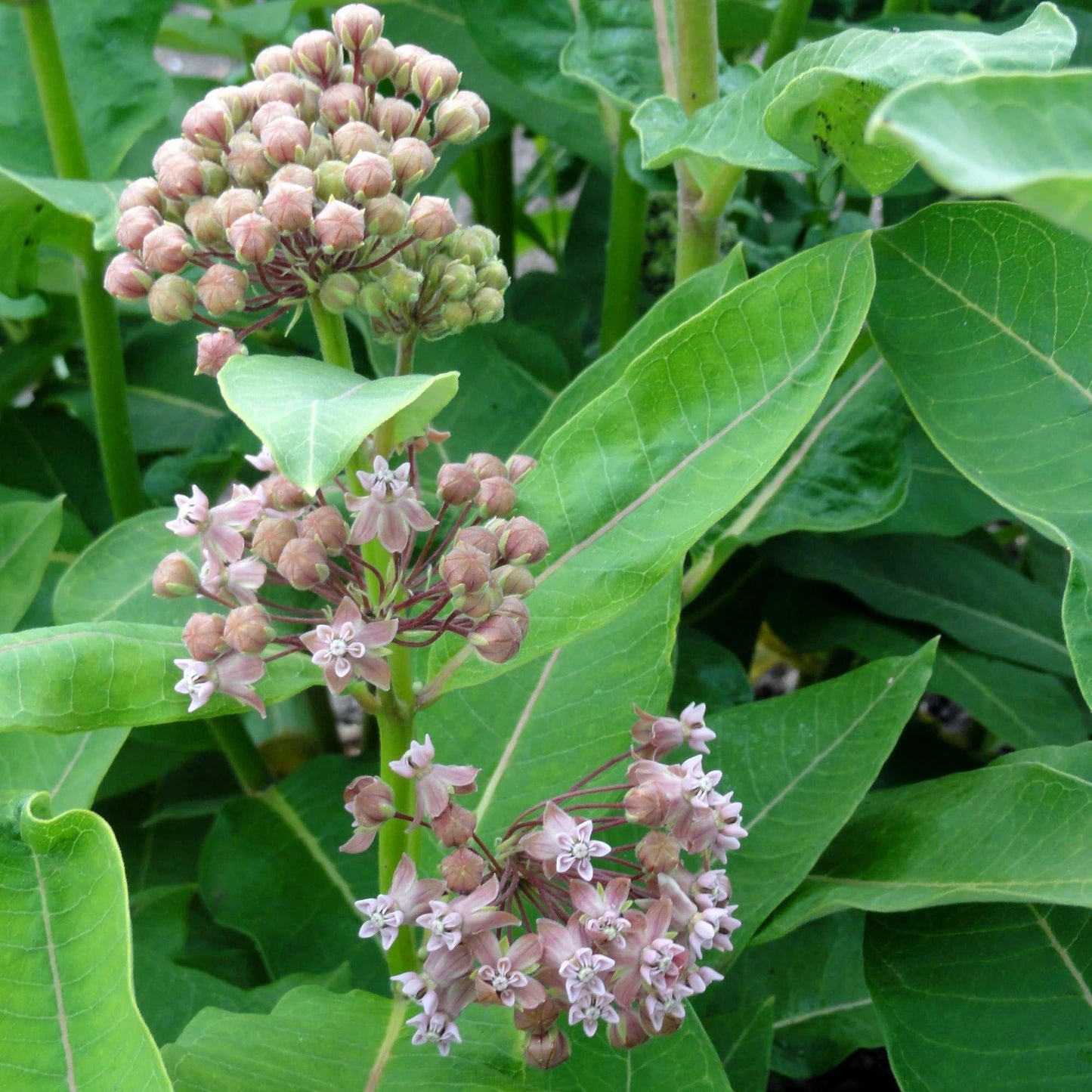 G6565 Asclepias Syriaca - View 7 from www redcrocus com