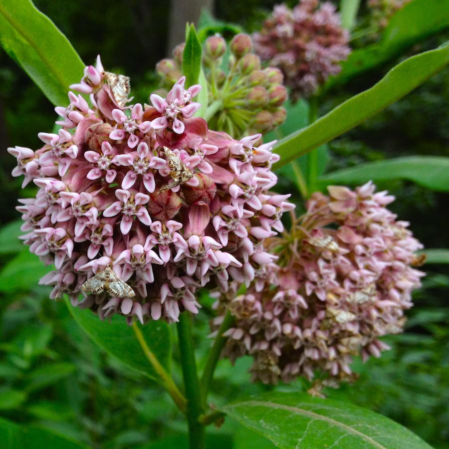 G6565 Asclepias Syriaca 8 Cf3549fc 6b42 4921 82fb 134401809a50 from www redcrocus com