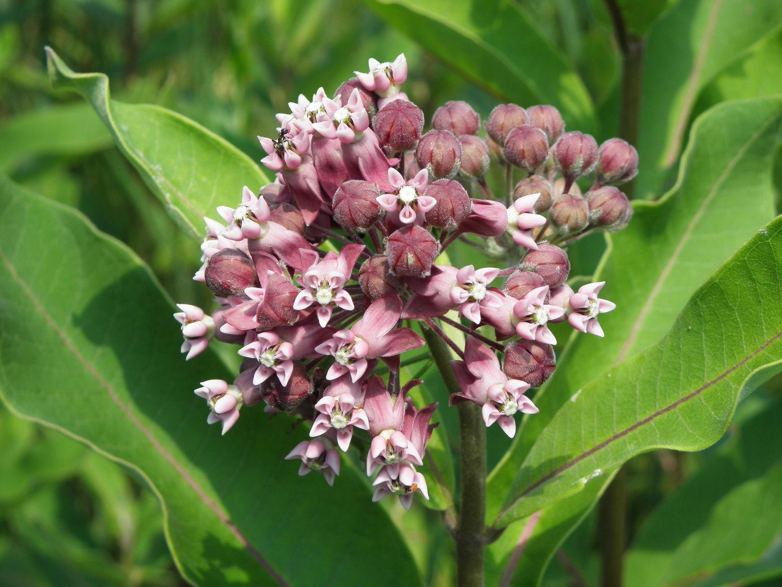 G6565 Asclepias Syriaca - View 9 from www redcrocus com