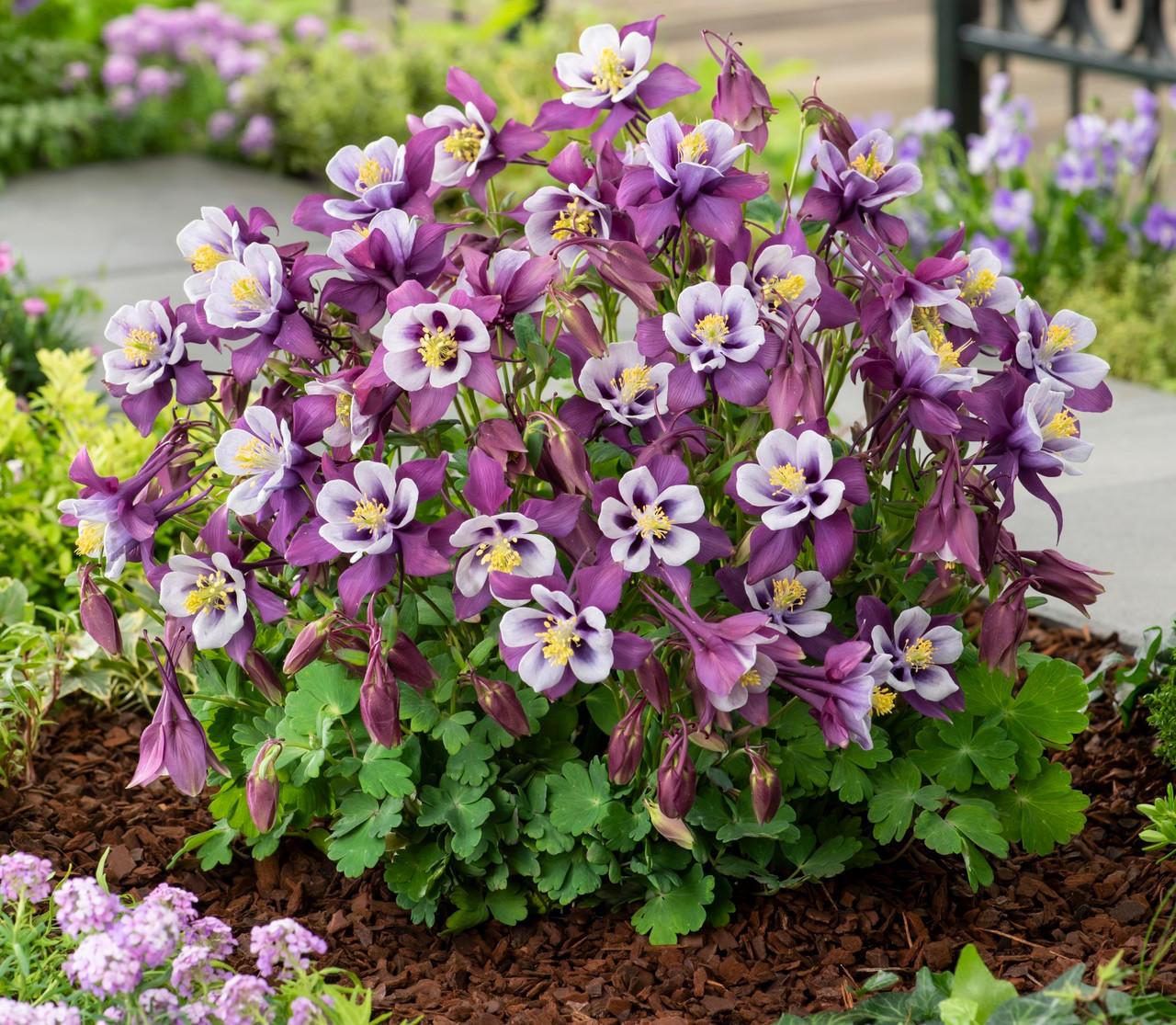 G6574 Aquilegia Earlybird Purple And White 2 E040b468 97b7 4981 A18f Dc889af31f11 from www redcrocus com