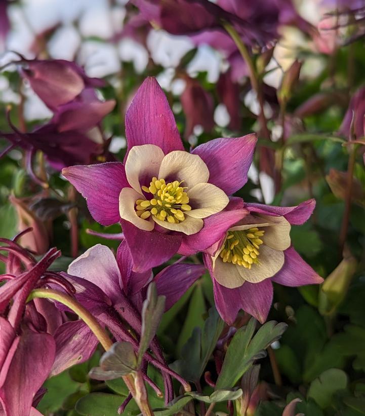 G6574 Aquilegia Earlybird Purple And White 5 C84c1742 Fbc0 4cb1 A21e 8a66b5cef1a8 from www redcrocus com