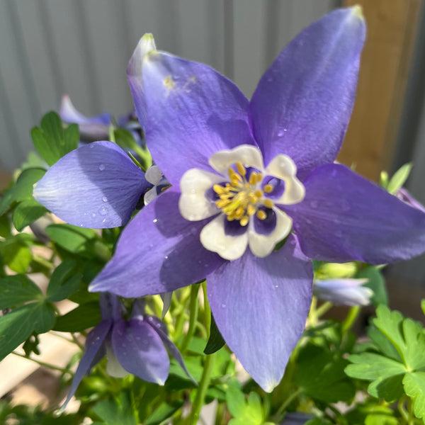G6574 Aquilegia Earlybird Purple And White 7 D693de9d 69a9 46da 8e5a 063fd934fd71 from www redcrocus com