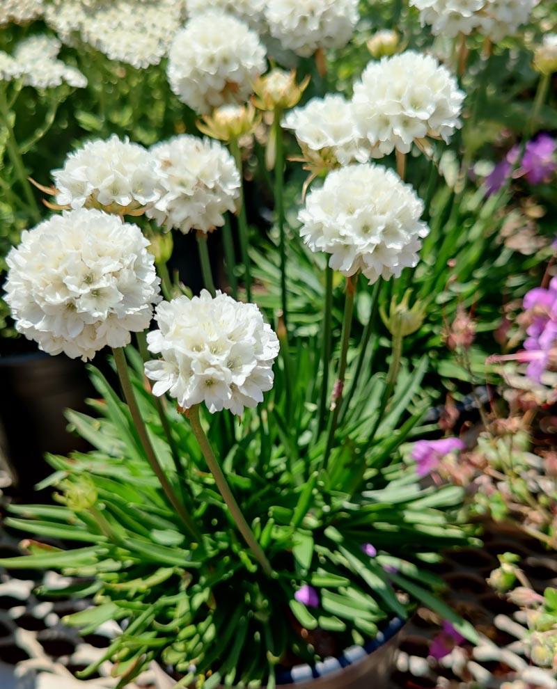 G6577 Armeria Pseudarmeria Dreameria Hypnotic Dreams - View 10 from www redcrocus com