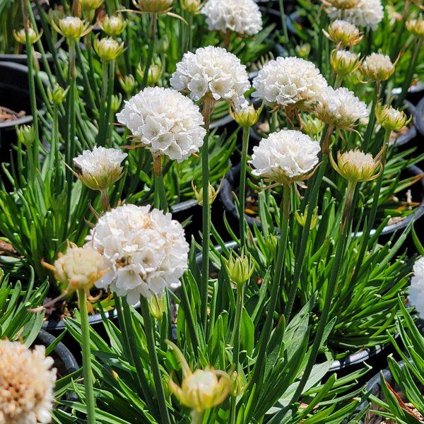 G6577 Armeria Pseudarmeria Dreameria Hypnotic Dreams - View 15 from www redcrocus com