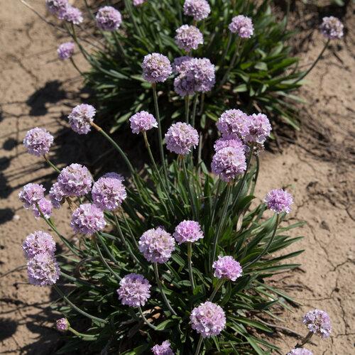 G6577 Armeria Pseudarmeria Dreameria Hypnotic Dreams - View 16 from www redcrocus com