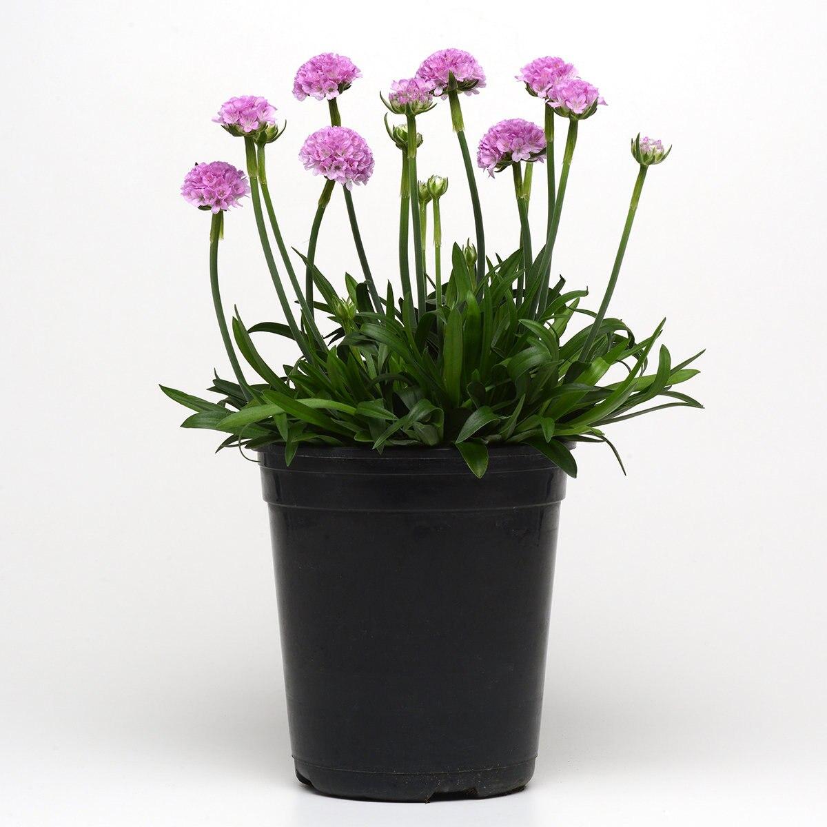 G6577 Armeria Pseudarmeria Dreameria Hypnotic Dreams - View 17 from www redcrocus com