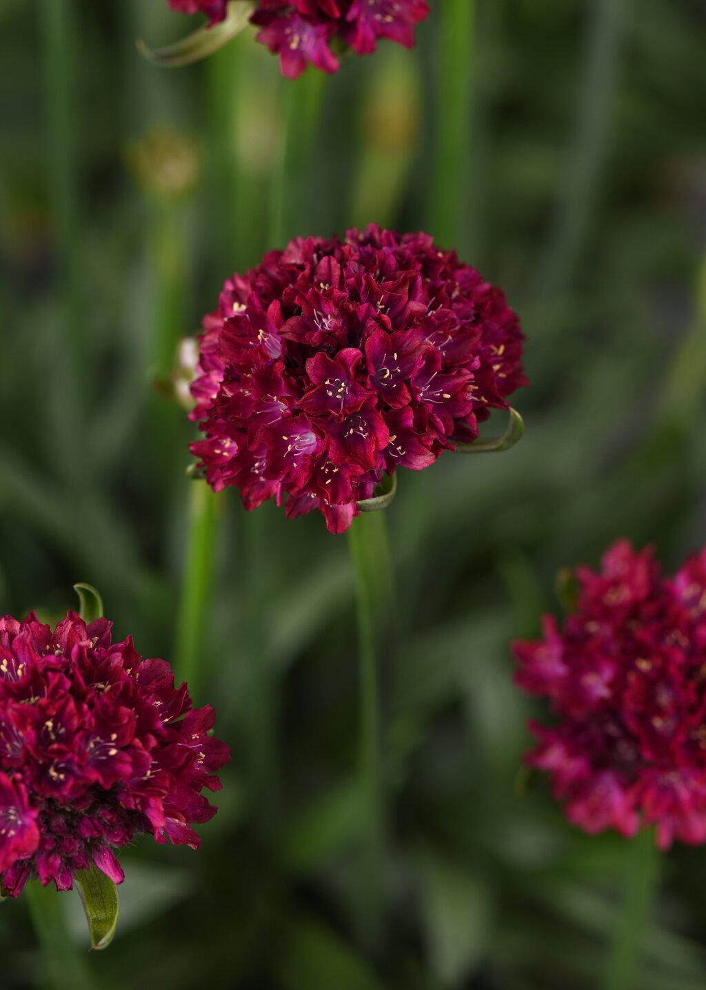 G6577 Armeria Pseudarmeria Dreameria Hypnotic Dreams - View 1 from www redcrocus com