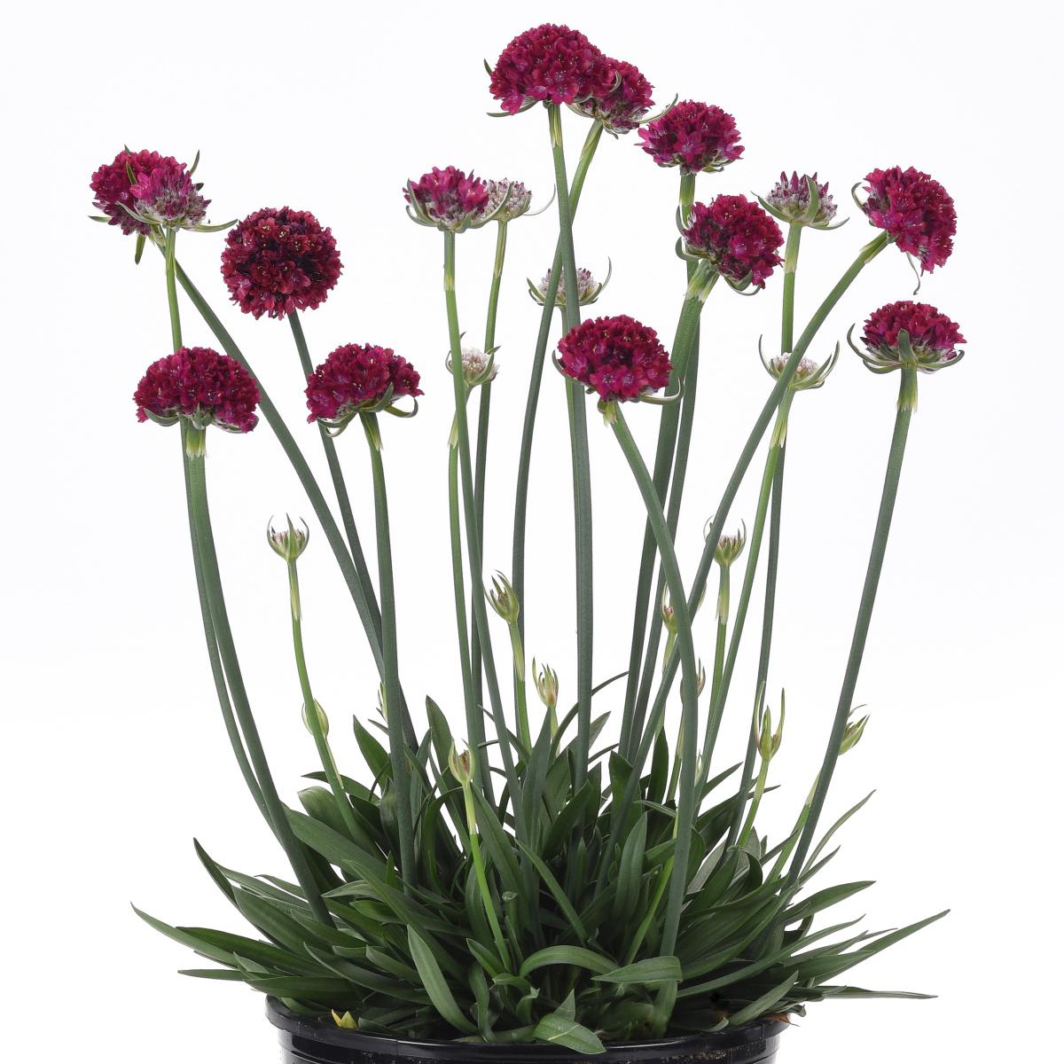 G6577 Armeria Pseudarmeria Dreameria Hypnotic Dreams - View 3 from www redcrocus com