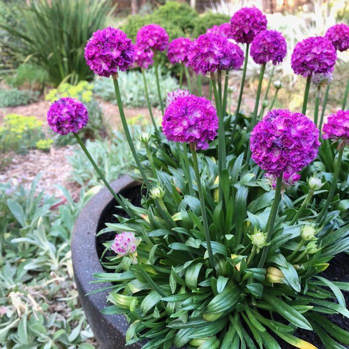 G6577 Armeria Pseudarmeria Dreameria Hypnotic Dreams - View 4 from www redcrocus com