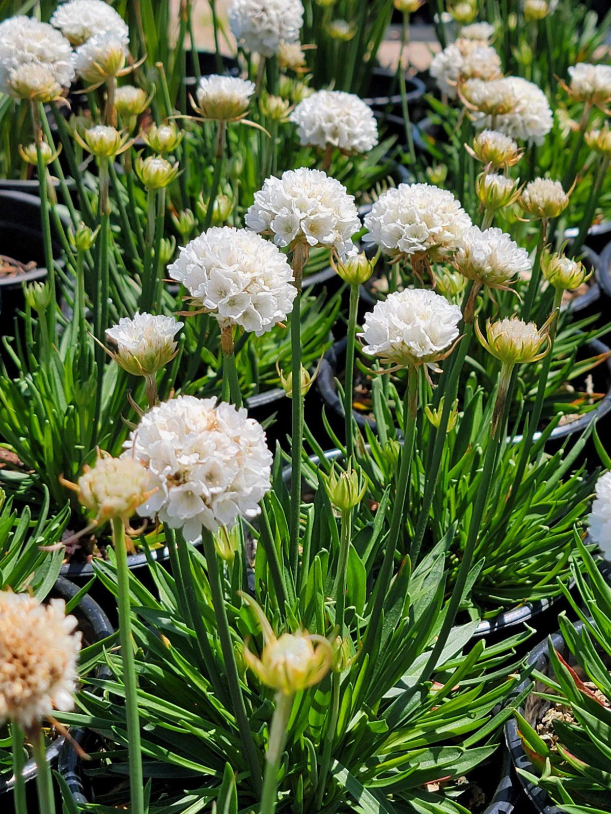 G6577 Armeria Pseudarmeria Dreameria Hypnotic Dreams - View 6 from www redcrocus com