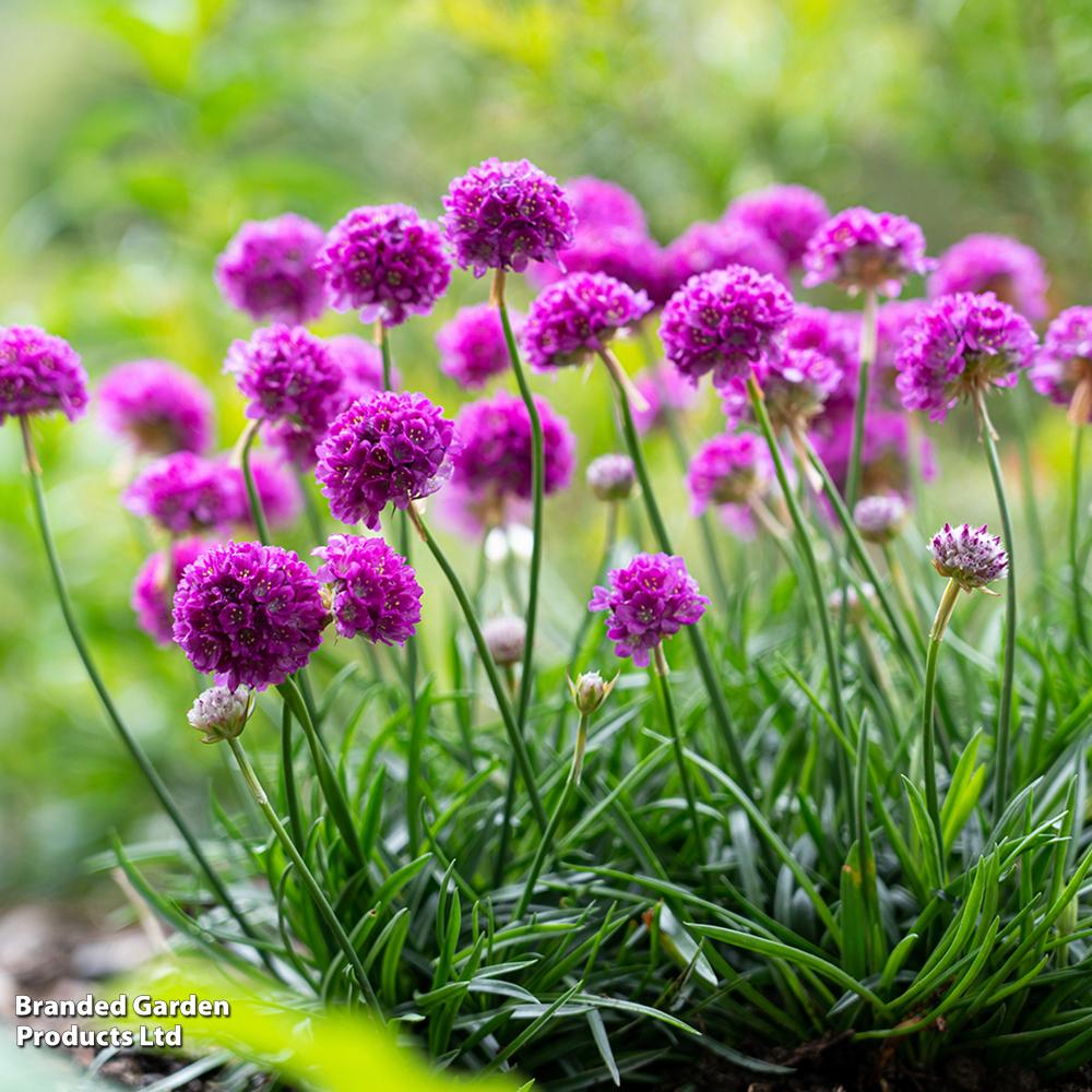 G6577 Armeria Pseudarmeria 'dreameria Hypnotic Dreams' - View 11 from www redcrocus com