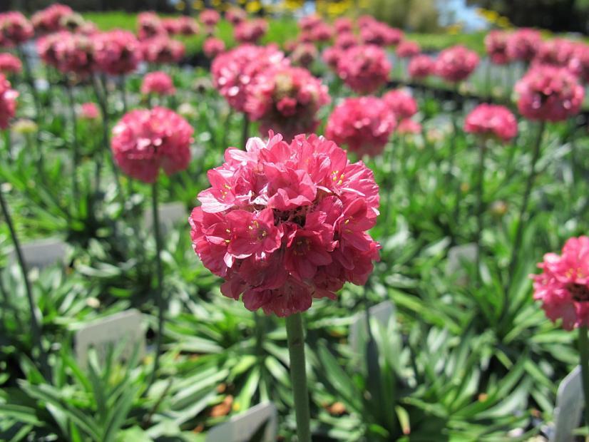 G6577 Armeria Pseudarmeria 'dreameria Hypnotic Dreams' - View 12 from www redcrocus com