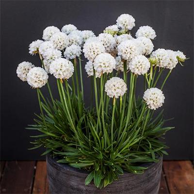 G6577 Armeria Pseudarmeria 'dreameria Hypnotic Dreams' - View 14 from www redcrocus com