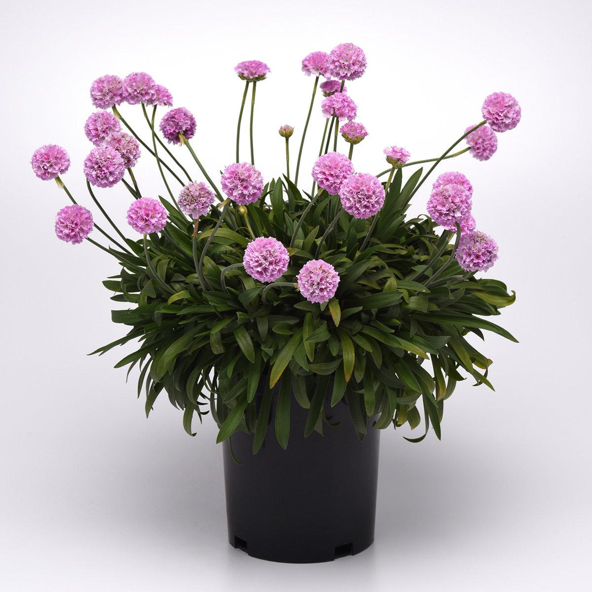 G6577 Armeria Pseudarmeria 'dreameria Hypnotic Dreams' - View 15 from www redcrocus com