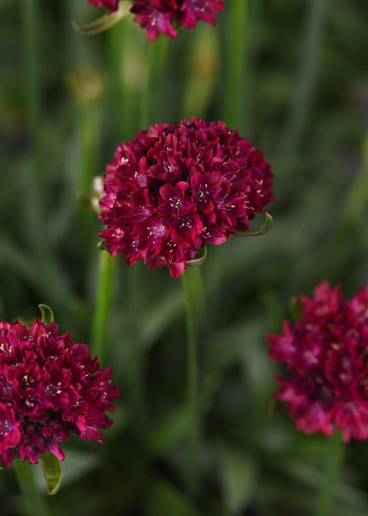 G6577 Armeria Pseudarmeria 'dreameria Hypnotic Dreams' - View 1 from www redcrocus com