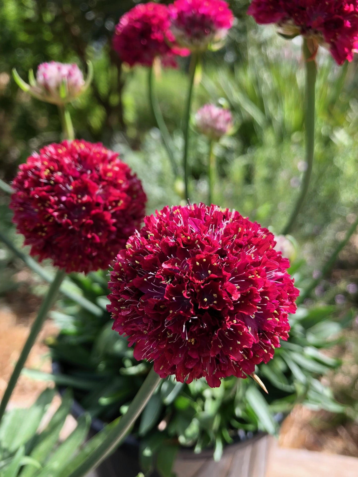 G6577 Armeria Pseudarmeria 'dreameria Hypnotic Dreams' - View 2 from www redcrocus com