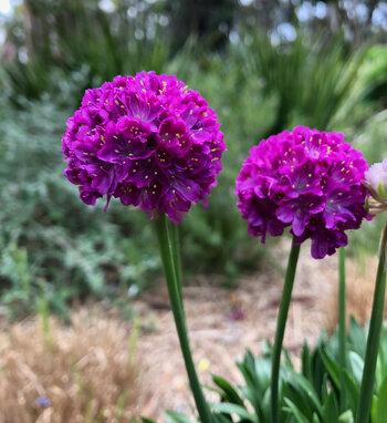 G6577 Armeria Pseudarmeria 'dreameria Hypnotic Dreams' - View 4 from www redcrocus com