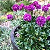 G6577 Armeria Pseudarmeria 'dreameria Hypnotic Dreams' - View 5 from www redcrocus com