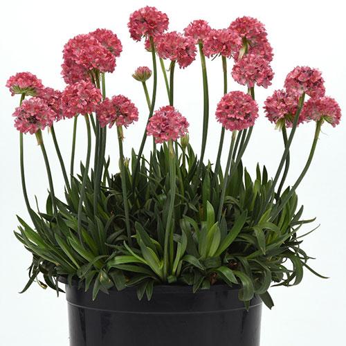 G6577 Armeria Pseudarmeria 'dreameria Hypnotic Dreams' - View 7 from www redcrocus com