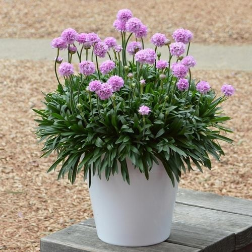 G6577 Armeria Pseudarmeria 'dreameria Hypnotic Dreams' - View 9 from www redcrocus com