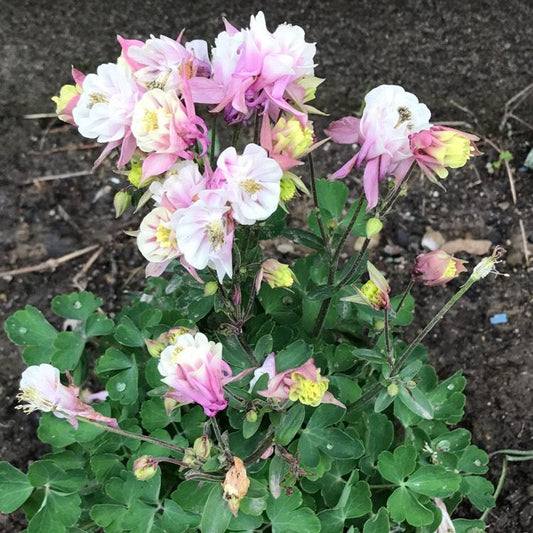 G6585 Aquilegia Vul  Double Winky Rose White - View 10 from www redcrocus com