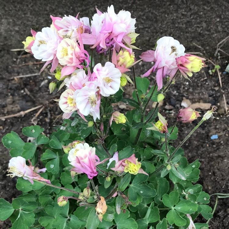 G6585 Aquilegia Vul  Double Winky Rose White 10 190bf068 Bdd1 4e44 Bd9c C119c5d04418 from www redcrocus com