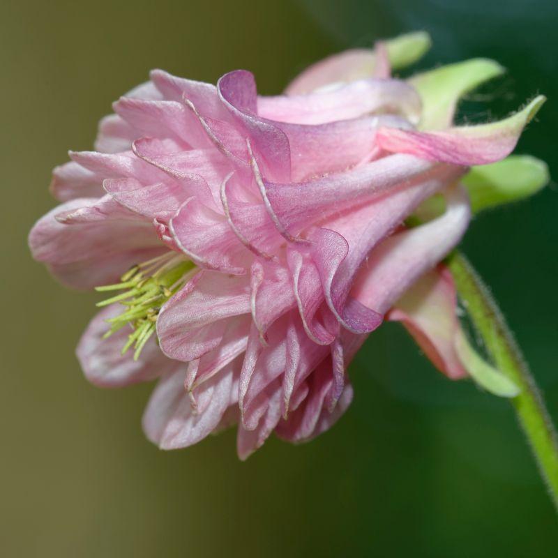 G6585 Aquilegia Vul  Double Winky Rose White 13 E2040188 C879 477c 8e48 89d49b4e3587 from www redcrocus com