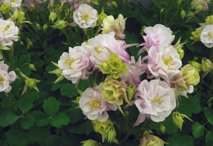 G6585 Aquilegia Vul  Double Winky Rose White 15 6ec81701 9cf6 47f0 8ec2 A2e6a356f836 from www redcrocus com