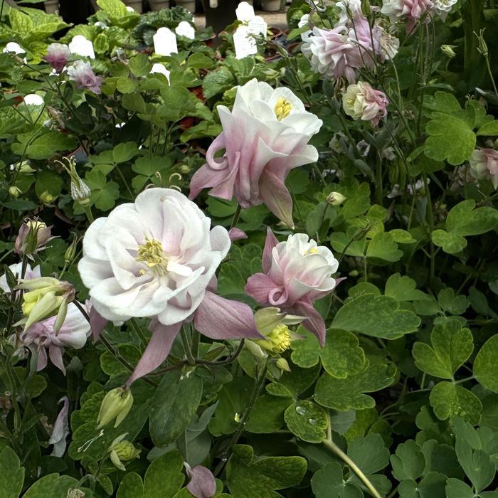 G6585 Aquilegia Vul  Double Winky Rose White 16 83e1d2c0 3200 4c14 9cc7 351075baec74 from www redcrocus com