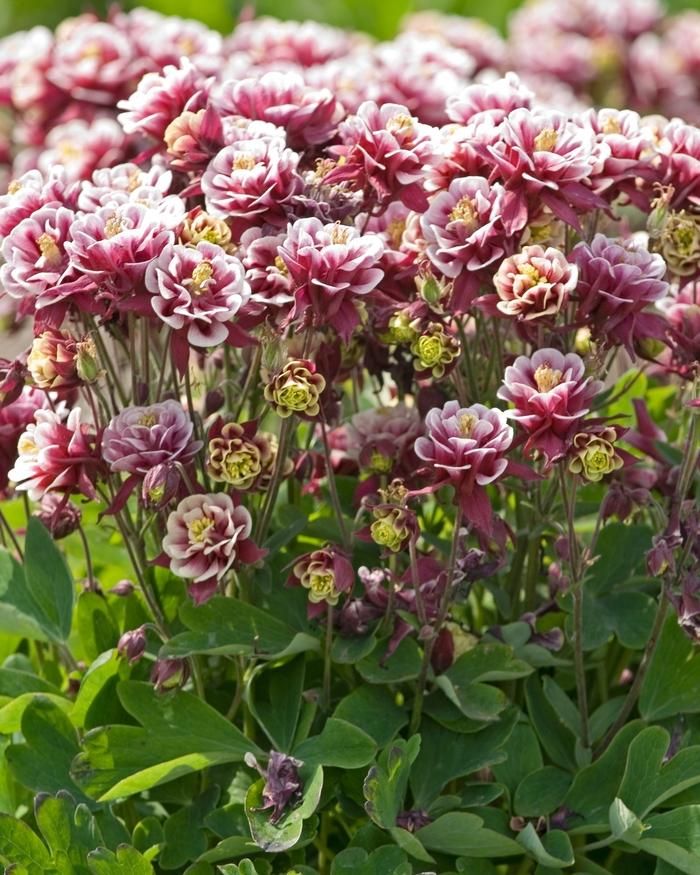 G6585 Aquilegia Vul  Double Winky Rose White 17 386f8587 32af 4027 852b 2cfc5ce2278b from www redcrocus com