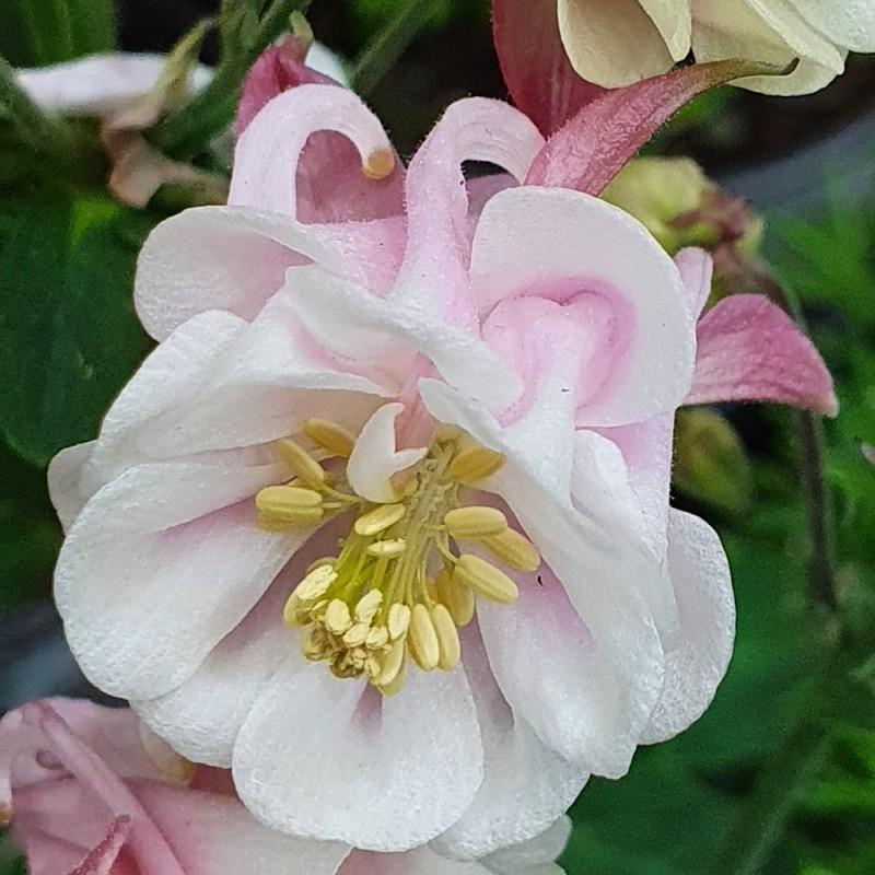 G6585 Aquilegia Vul  Double Winky Rose White 2 795ff749 6d14 49a1 89d8 905689d986e5 from www redcrocus com