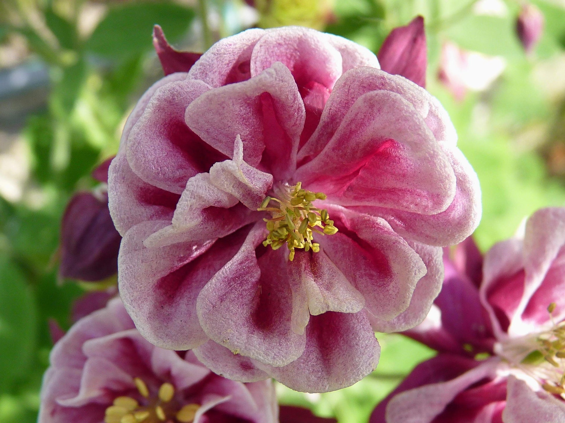G6585 Aquilegia Vul  Double Winky Rose White 3 14be528b 834b 422c A33f 43bd977d2103 from www redcrocus com