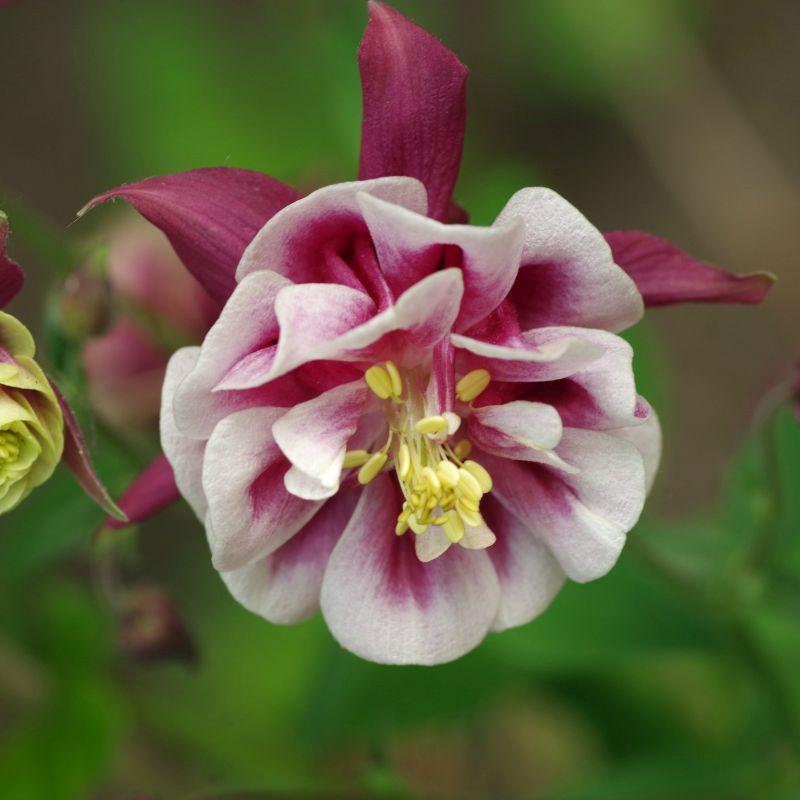 G6585 Aquilegia Vul  Double Winky Rose White 8 07eb8959 8219 4145 B8a7 1e559921e99a from www redcrocus com