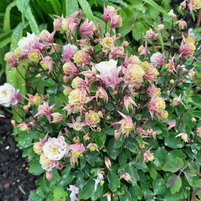 G6585 Aquilegia Vulgaris Double Winky Rose White 11 Efa2c81a 9e87 4355 9880 Ab4a68793bb5 from www redcrocus com