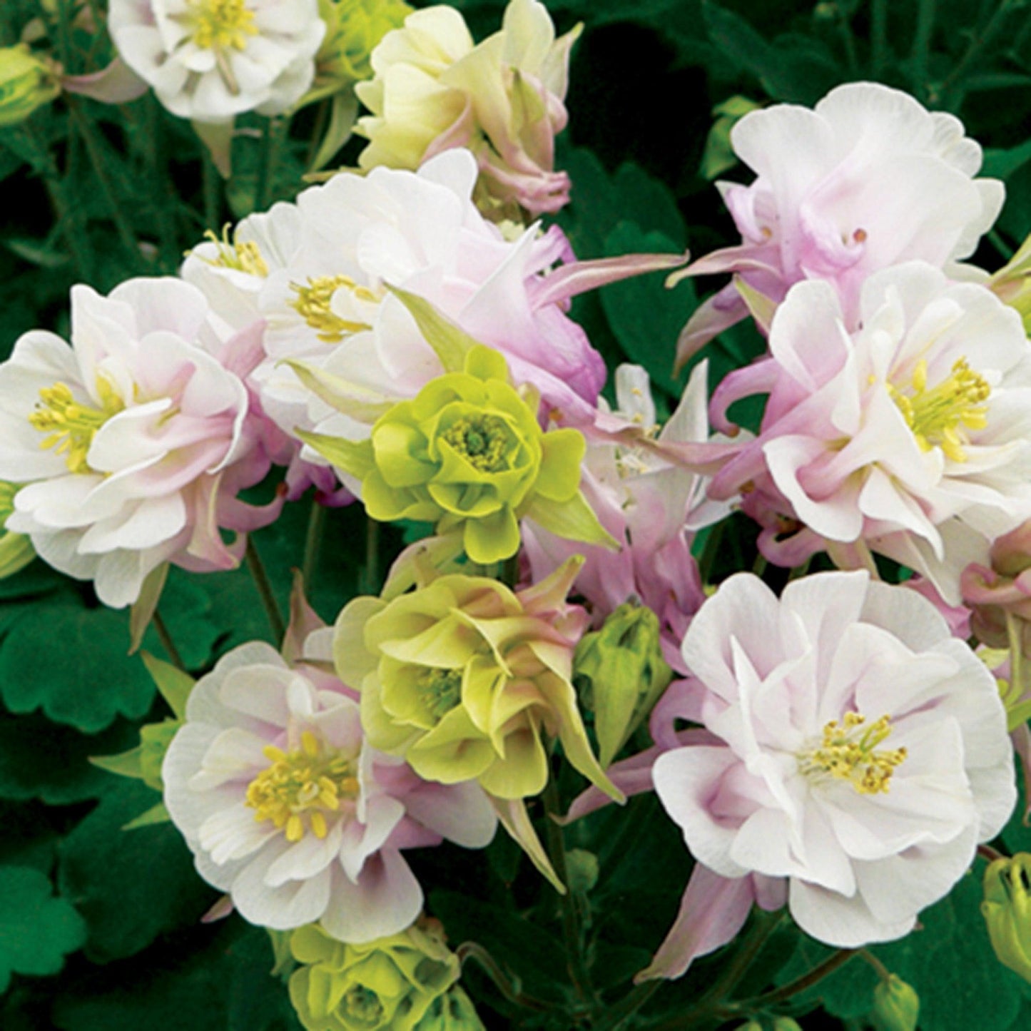 G6585 Aquilegia Vulgaris Double Winky Rose White 12 336f5fe4 183b 471c 991b Ff0c09c6ed23 from www redcrocus com