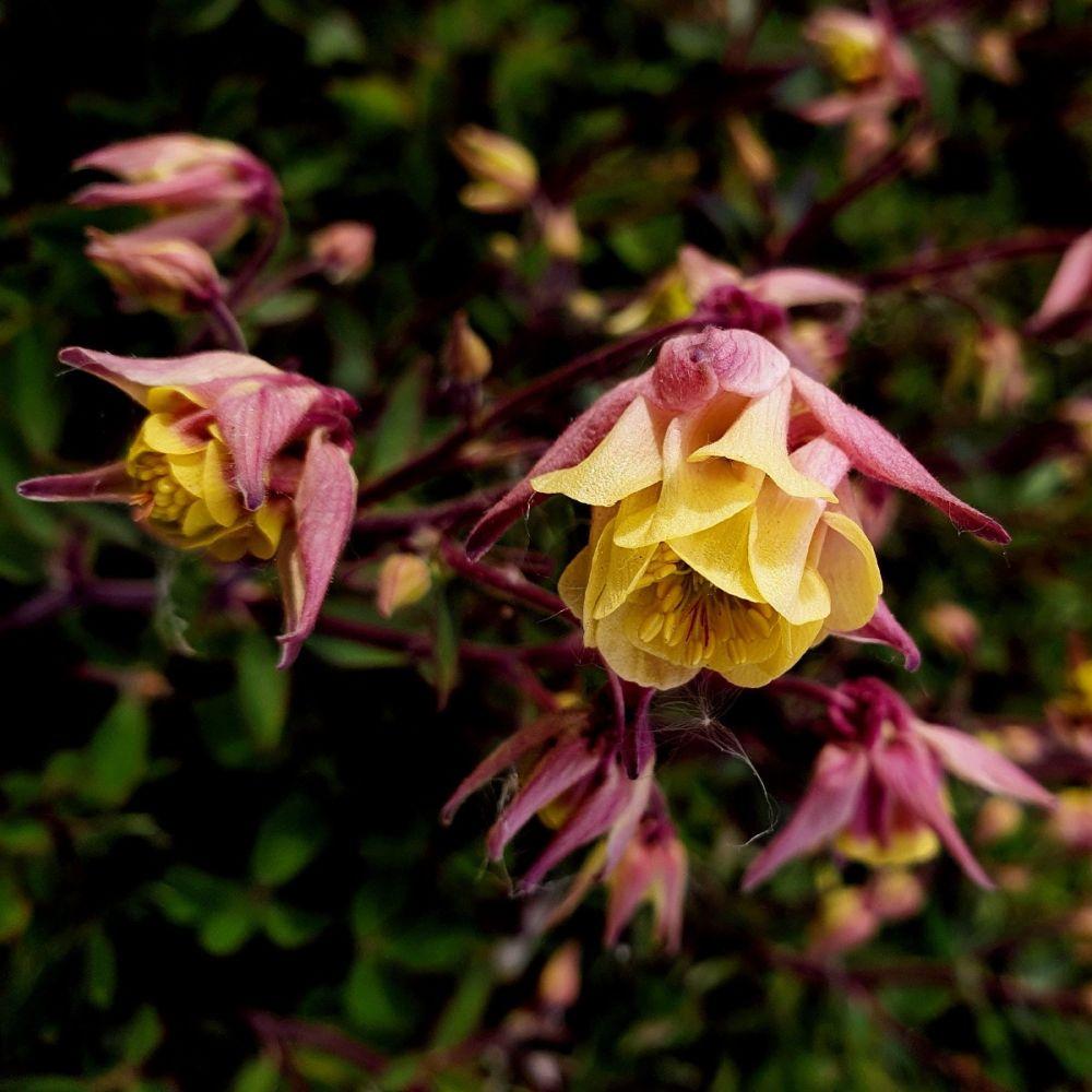 G6585 Aquilegia Vulgaris Double Winky Rose White 14 B42ea255 7272 40f0 92bb E2edfd43844f from www redcrocus com